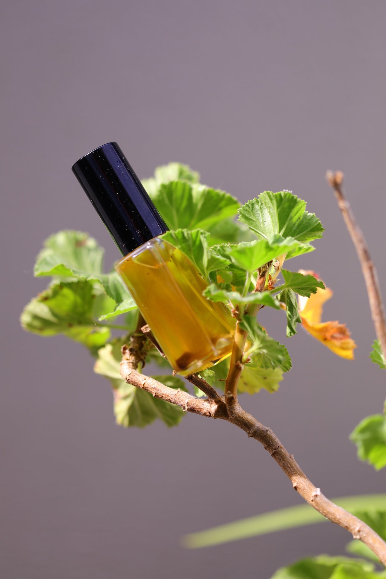 Vanilla and Caramel Growth Oil